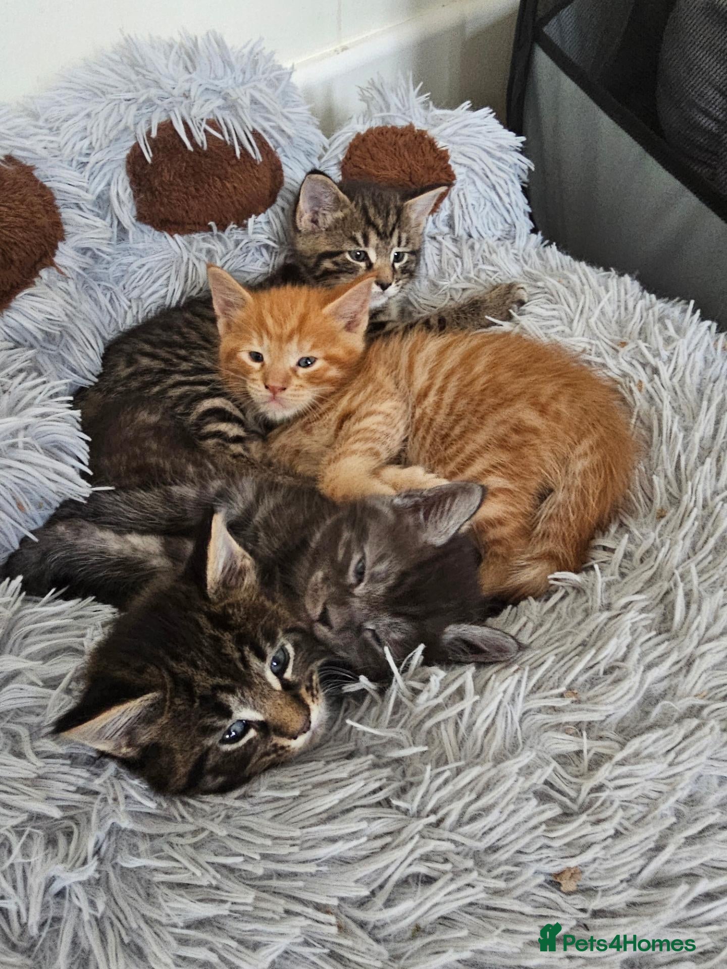 Maine Coon cats 4 gorgeous Maine coon X kittens - Advert 14