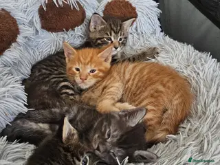 Maine Coon cats 4 gorgeous Maine coon X kittens - Advert 14