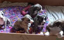 Whippet dogs for sale: Top Class Whippet Puppies bred from Champions - Image 28