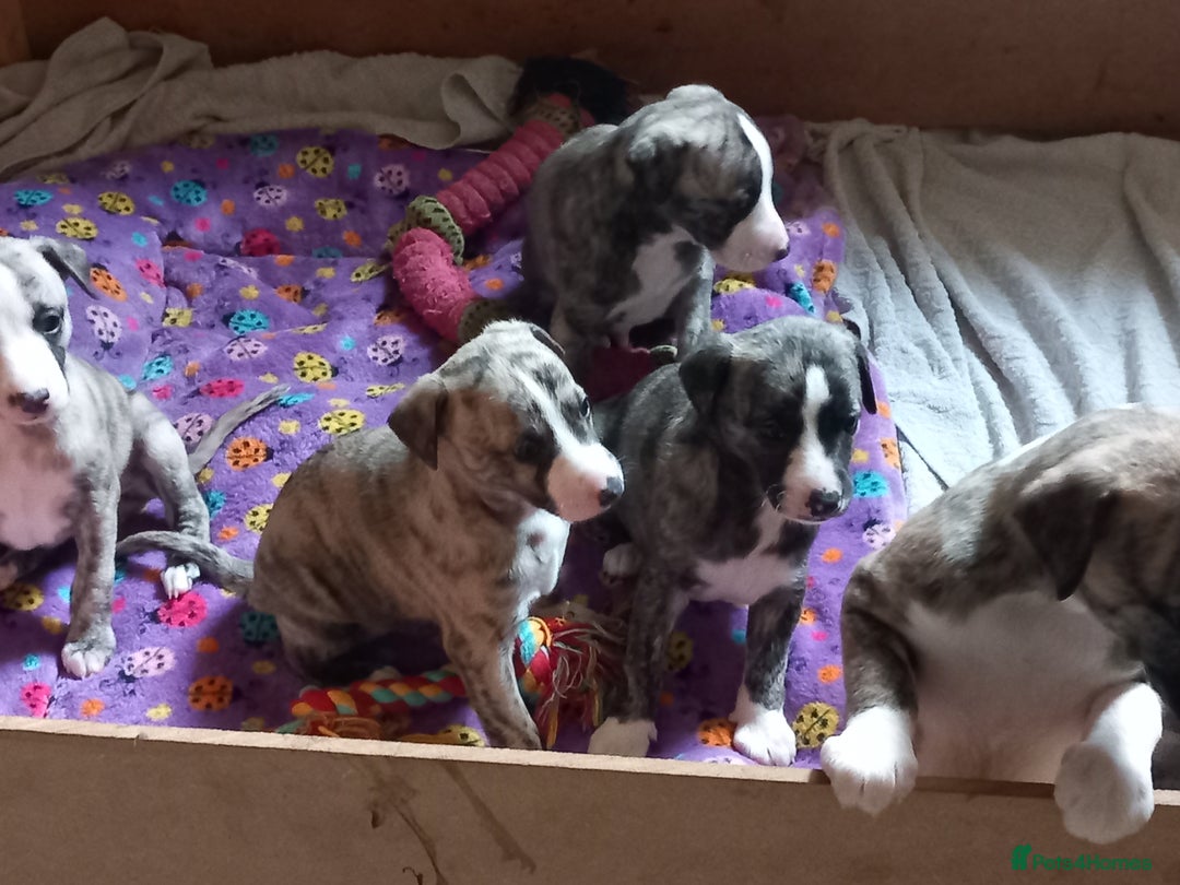 Whippet dogs for sale: Top Class Whippet Puppies bred from Champions - Image 28
