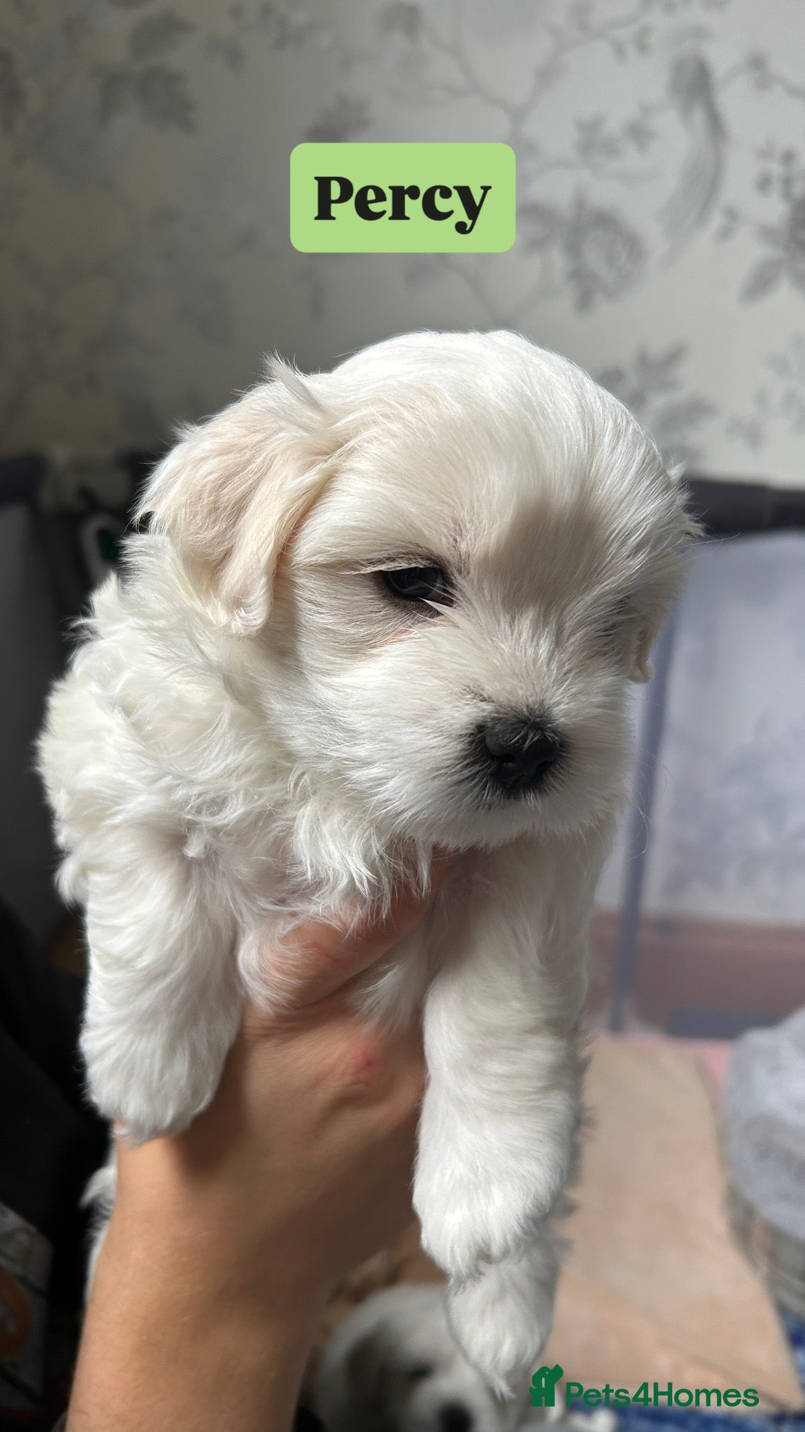 Maltese dogs for sale: READY HOME 30.05  - Advert 18
