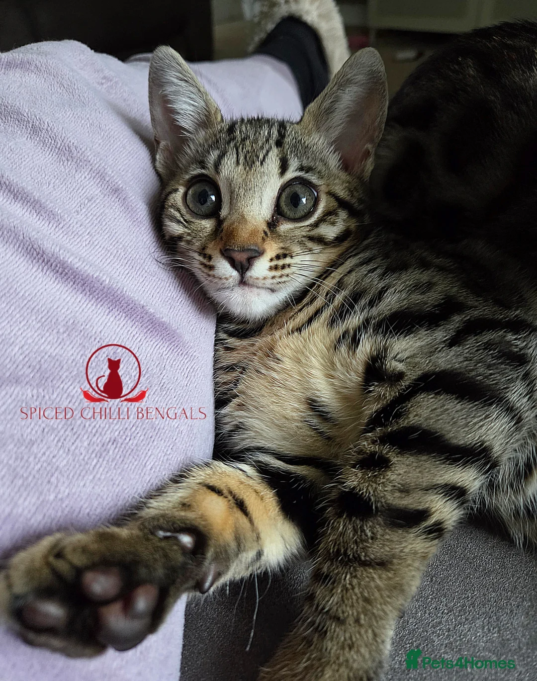 Bengal cats for sale: ✨️ CHAMPION TICA BENGAL KITTENS 🔥 - Advert 1