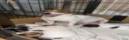 Jack Russell dogs for sale: Jackrussells terriers for sale  - Advert 18
