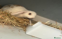 Mini Lop rabbits for sale: Friendly little bunny - Image 2