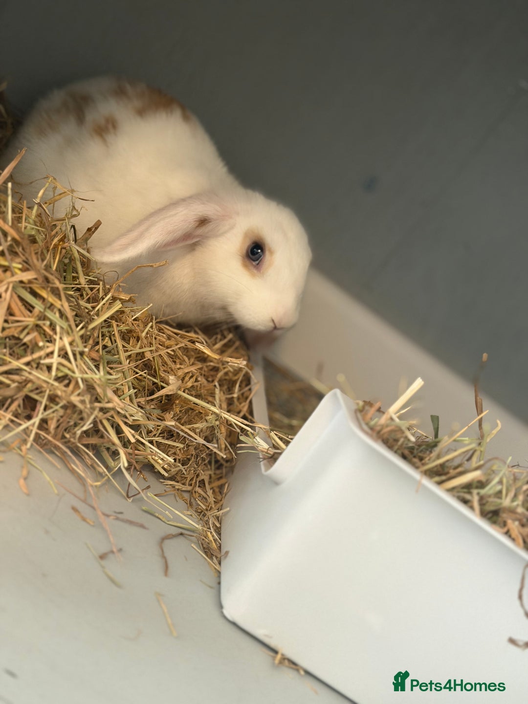 Mini Lop rabbits for sale: Friendly little bunny - Image 2