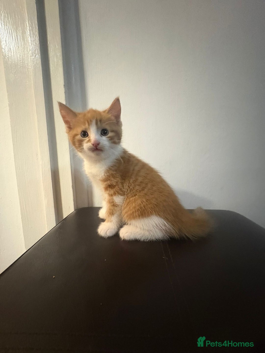 Mixed Breed cats for sale: 4 adorable kittens ready to leave  - Image 2