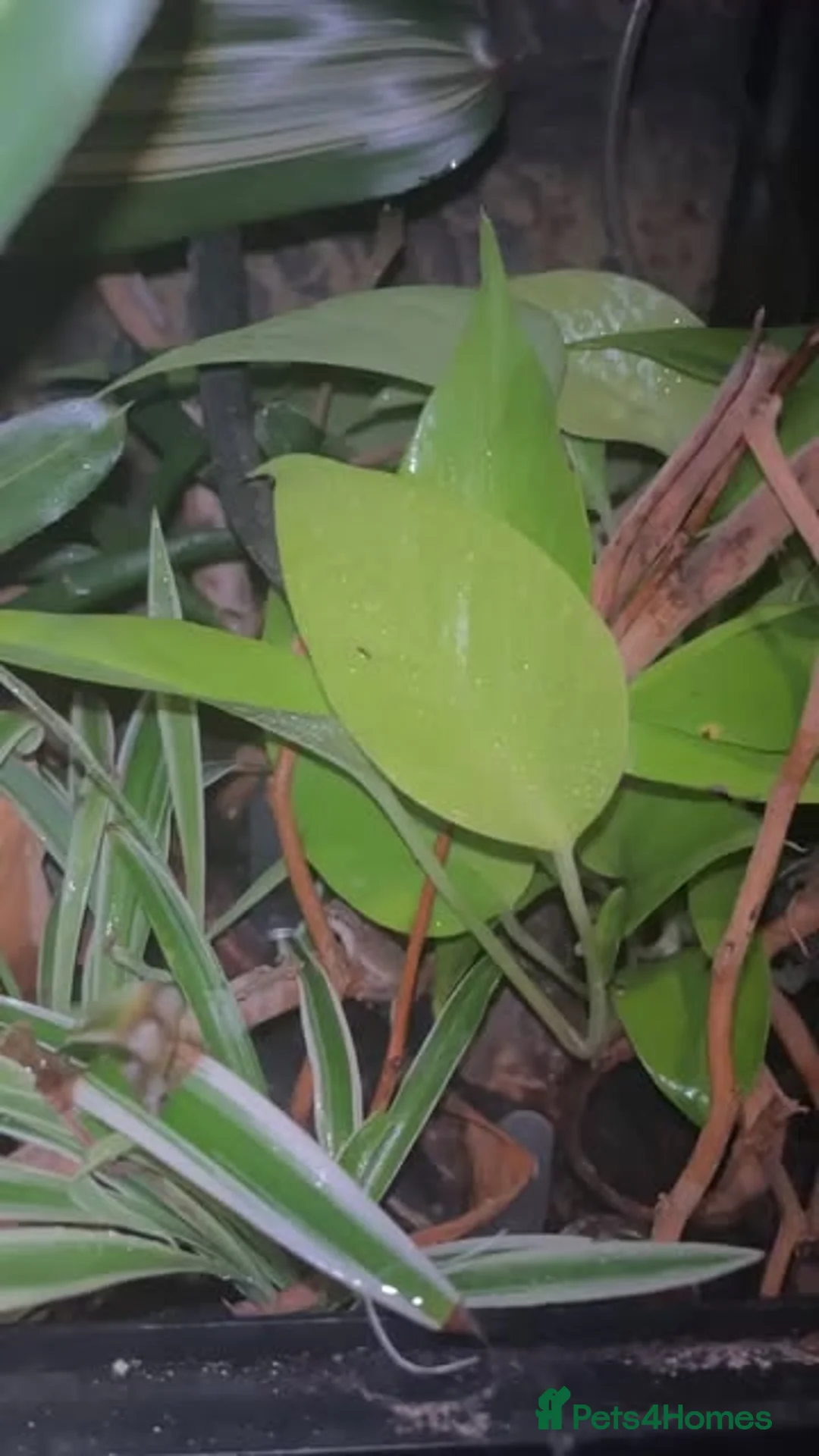 Gecko reptiles for sale: Mourning Gecko Colony - Full Setup in Warwick - Advert 2