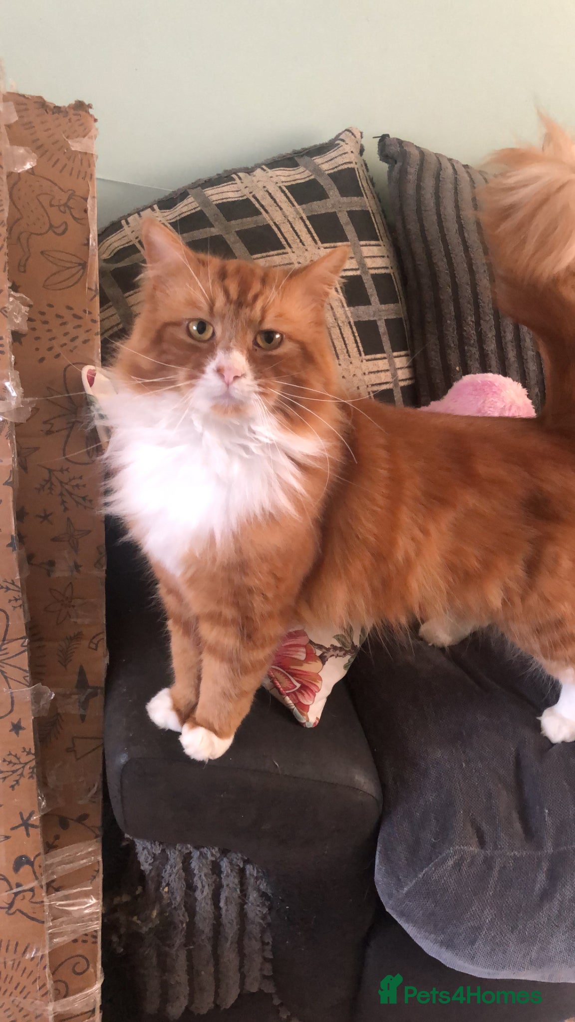 Mixed Breed cats My beautiful maincoon x needs a loving home  !! - Advert 3