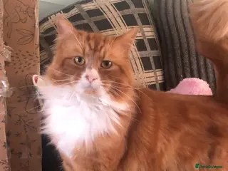 Mixed Breed cats My beautiful maincoon x needs a loving home !! - Advert 3