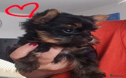 Yorkshire Terrier dogs for sale: Tiny gorgeous baby boys - Image 19