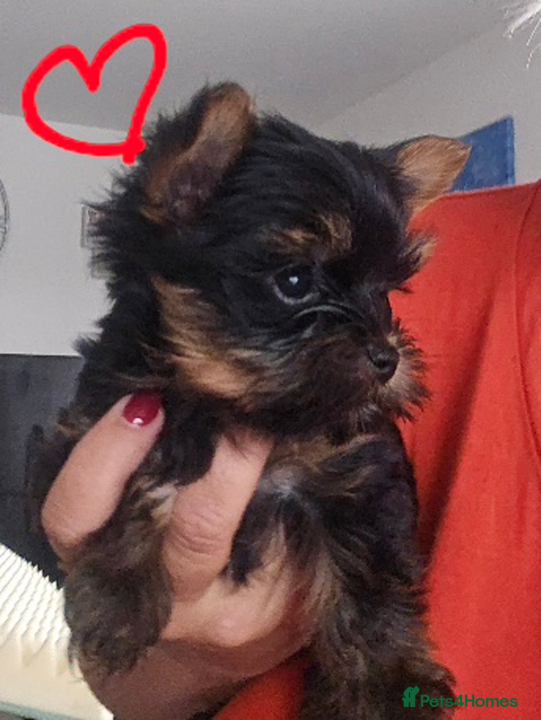 Yorkshire Terrier dogs for sale: Tiny gorgeous baby boys - Image 19
