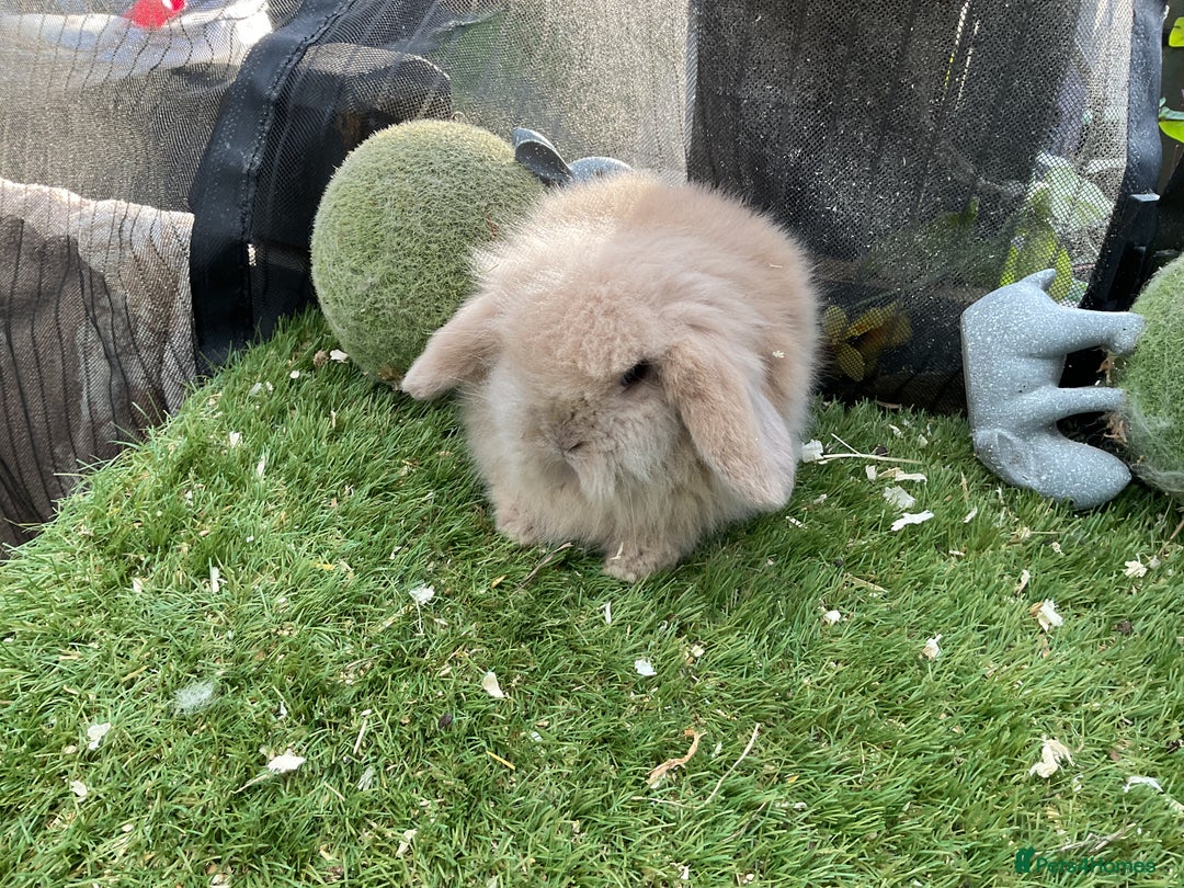 Mini Lop rabbits for sale: Baby mini lops and mini lion lop baby rabbits - Advert 6