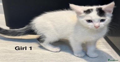 Domestic Shorthair cats - Advert 4