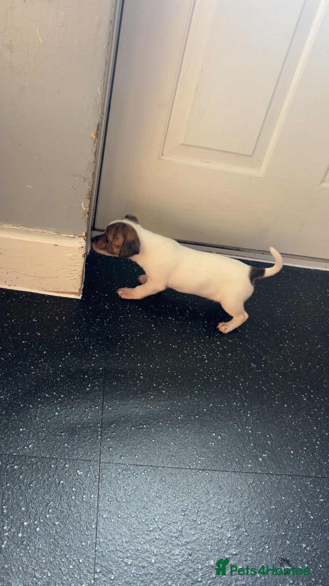 Jack Russell dogs for sale: Jack Russell  - Image 14
