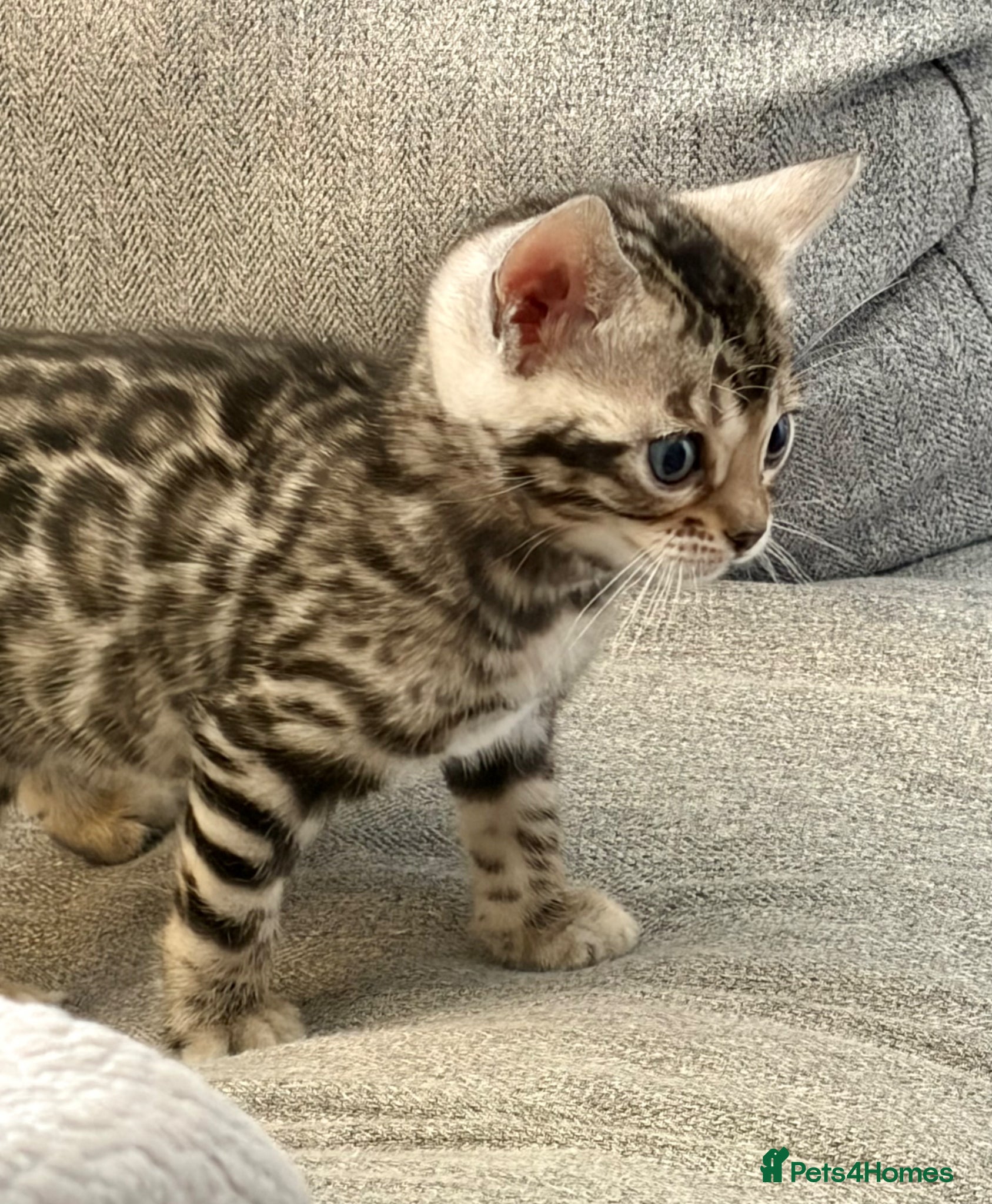 Bengal cats 4 Gorgeous Bengal Kittens ready for reservation  - Advert 2