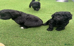 Bernedoodle dogs for sale: Bernedoodle puppies  - Advert 11