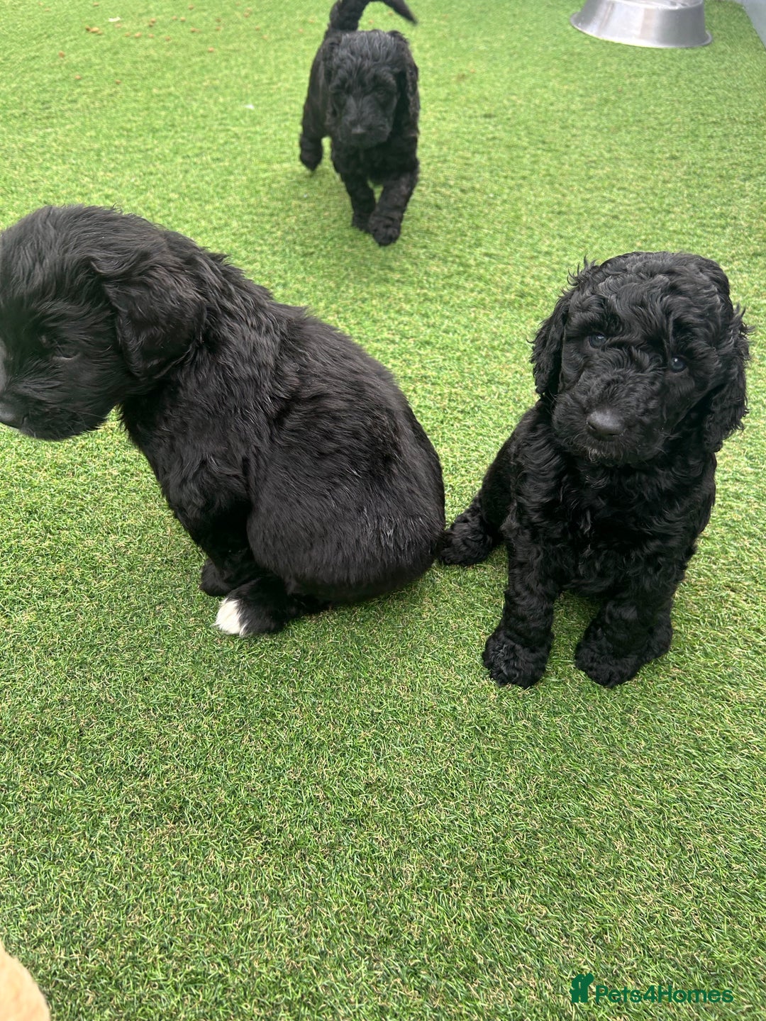 Bernedoodle dogs for sale: Bernedoodle puppies  - Advert 11