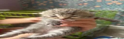 British Longhair cats for sale: British long haired kitten  in Stourbridge - Advert 7