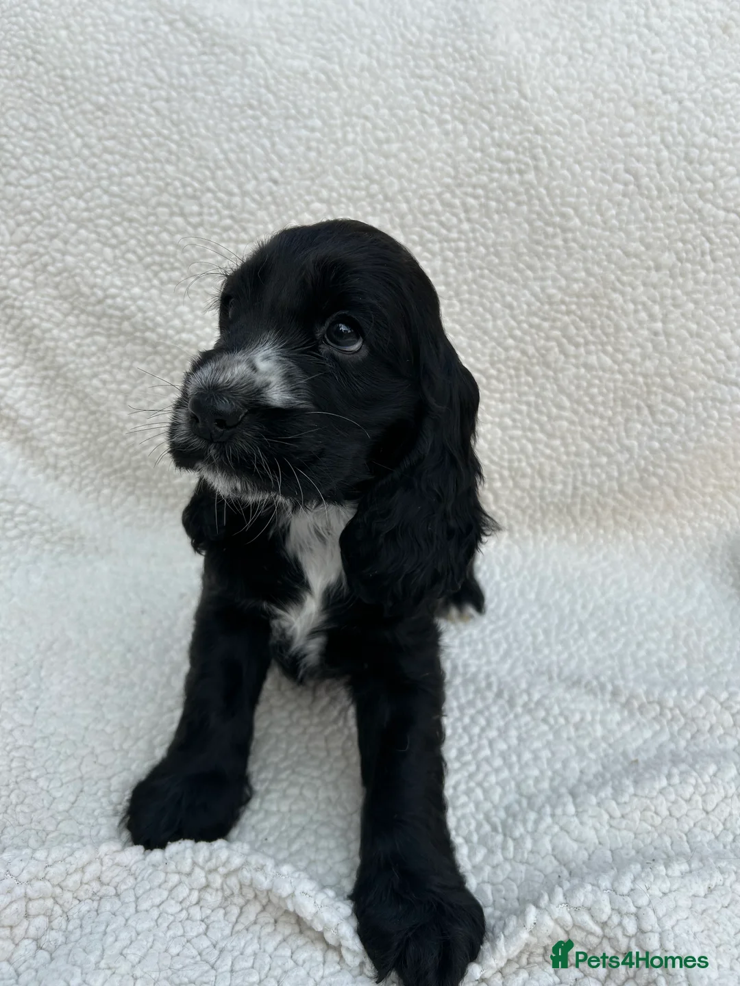 Cocker Spaniel dogs for sale: KC Reg Show Cocker Spaniels  - Advert 3