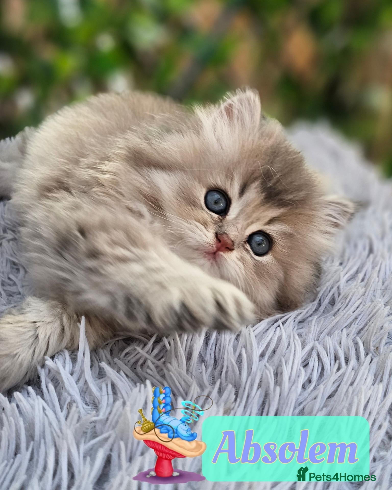 British Shorthair cats ✨️🧸 Stunning Babies 🧸✨️ - Advert 2