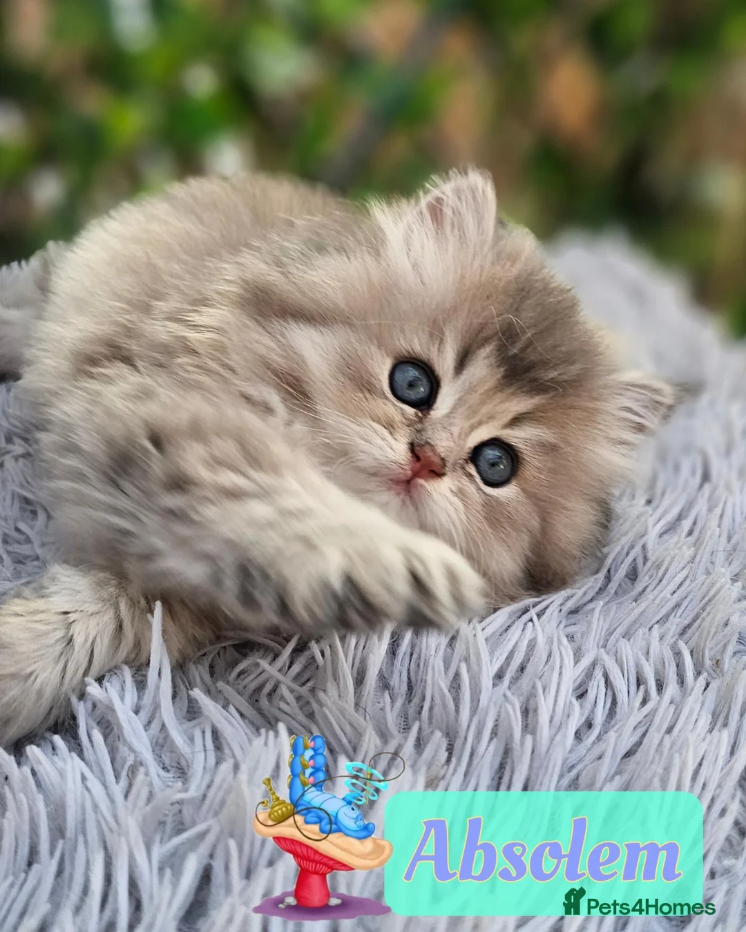 British Shorthair cats for sale: ✨️🧸 Stunning Babies 🧸✨️ - Advert 2