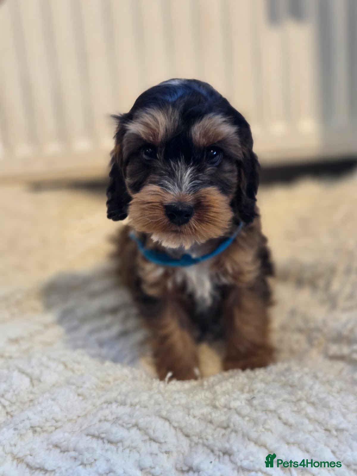 Cockapoo dogs for sale: Stunning Cockapoo Pups- Last 2 Boys - Advert 18