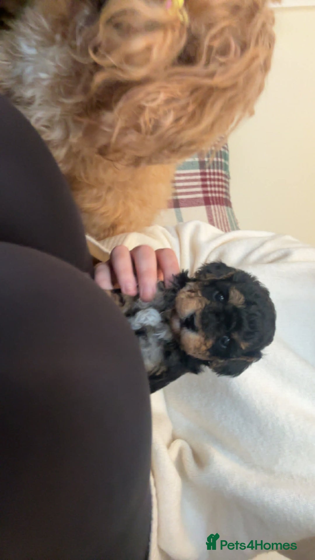 Maltipoo dogs for sale: Maltipoo  - Advert 6