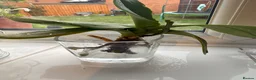 Lovebirds birds for sale: Beautiful Bonded Tame Pair of Lovebirds 1 year old - Advert 13