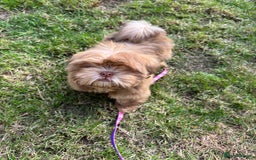 Shih Tzu dogs for sale: 💝 Rehoming Beautiful Shih Tzu Girl - Image 11