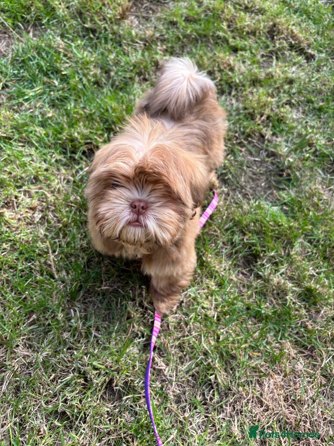 Shih Tzu dogs for sale: 💝 Rehoming Beautiful Shih Tzu Girl - Image 11