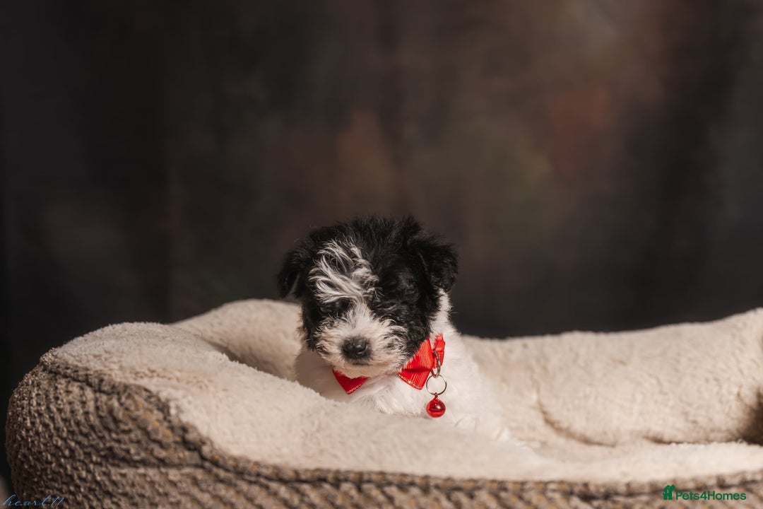 Bichon Frise dogs for sale: 5 Bichon Frisè x Maltese puppies for sale  - Advert 7