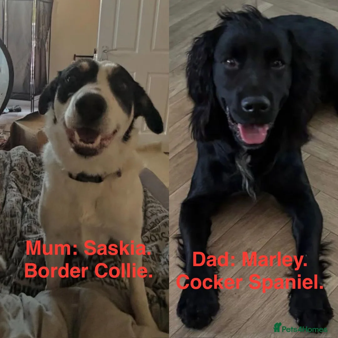 Swedish Lapphund dogs for sale: Sprollies - Advert 1