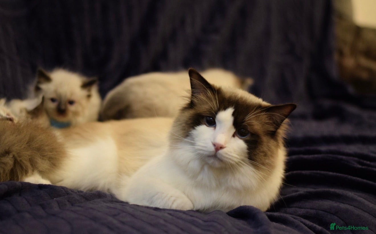 Ragdoll cats Ready Now Ragdoll kittens  - Advert 1