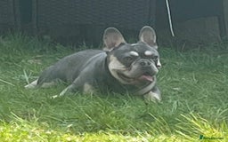 French Bulldog dogs for sale: French Bulldogs looking for FOREVER LOVING HOMES - Image 2