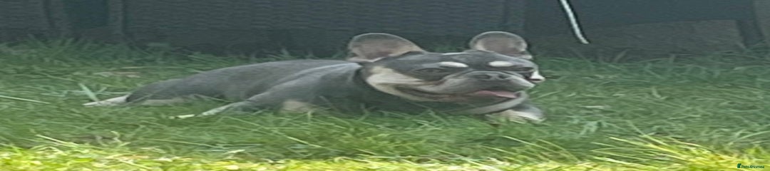 French Bulldog adult male