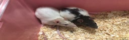 Rat rodents for sale: Beautiful tame fancy rats & mice - Advert 5