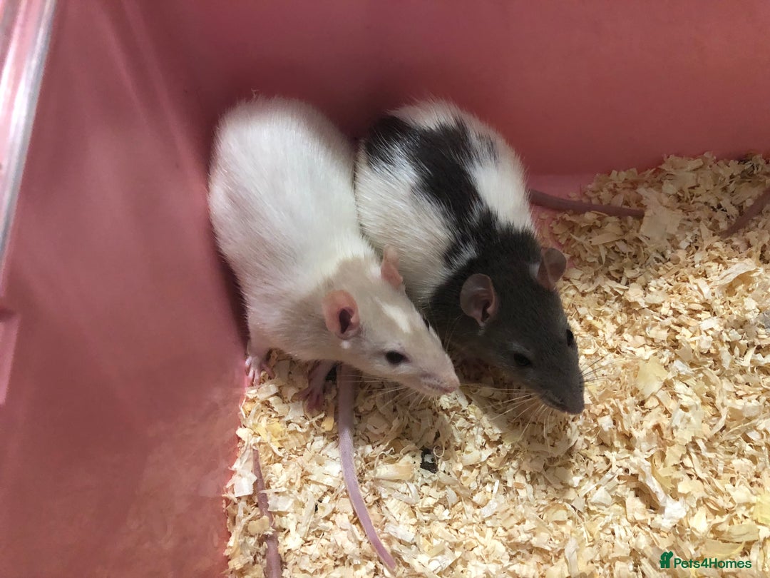 Rat rodents for sale: Beautiful tame fancy rats & mice - Advert 5