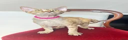 Devon Rex cats for sale: ❤️ OUR LAST GIRL FROM OUR SPRING LITTER  - Advert 11