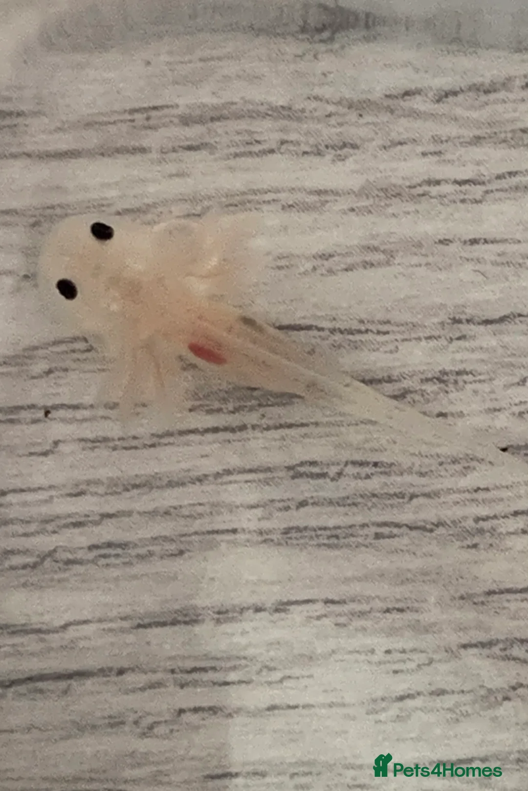 Axolotl reptiles for sale: Baby axolotls  in Oxford - Advert 2