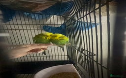 Budgerigars birds for sale: Two lovely male budgies  - Image 6
