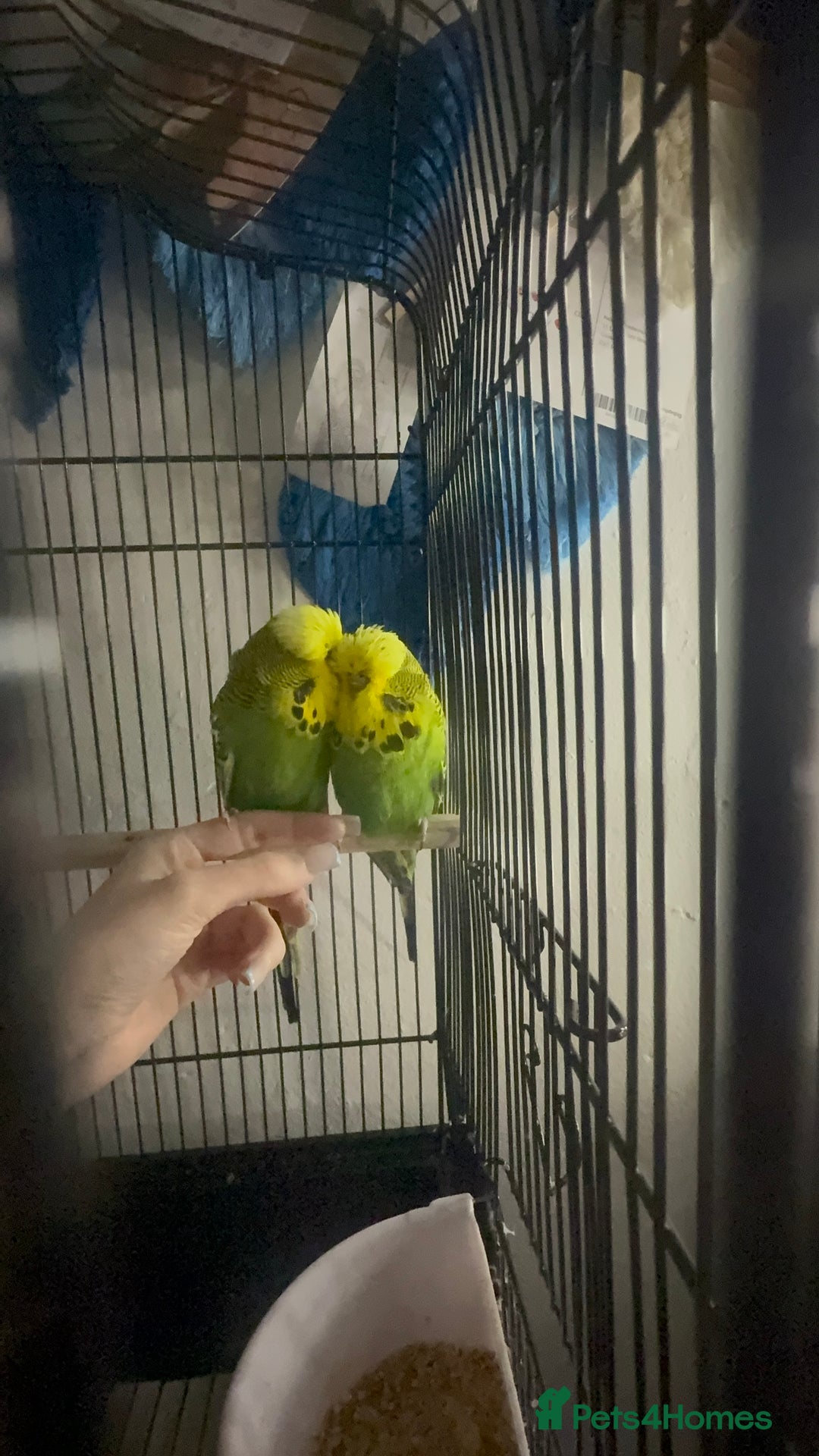 Budgerigars birds for sale: Two lovely male budgies  - Image 6