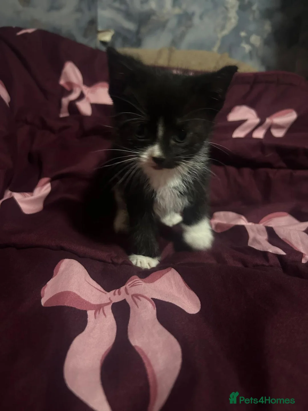 Mixed Breed cats for sale: 5 gorgeous fluffy kittens - Advert 18