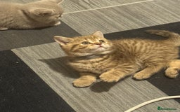 British Shorthair cats for sale: Amazing BSH kittens. READY TO GO!!! - Image 22