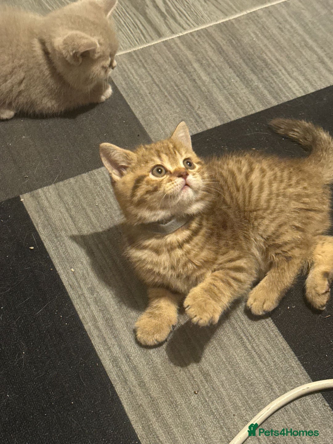 British Shorthair cats for sale: Amazing BSH kittens. READY TO GO!!! - Image 22