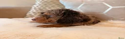 Labradoodle dogs for sale: ** RARE CHOC-PHANTOM MERLE/PARTI F1B LABRADOODLES - Advert 14