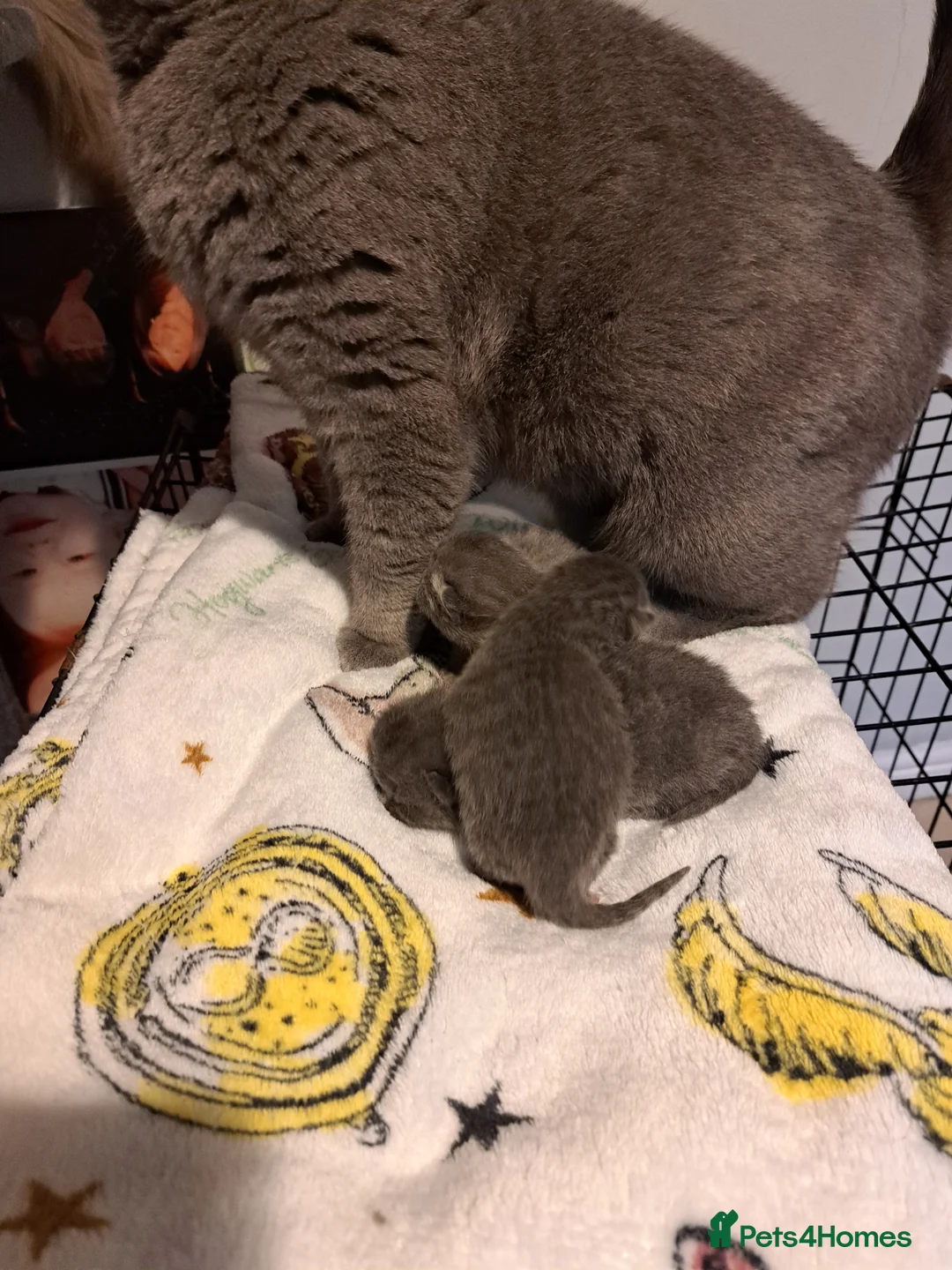 British Shorthair cats for sale: British shorthair blue  kittens  - Advert 4