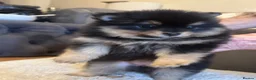 Pomeranian dogs for sale: Gorgeous fluffy Pomeranian puppies - Advert 3