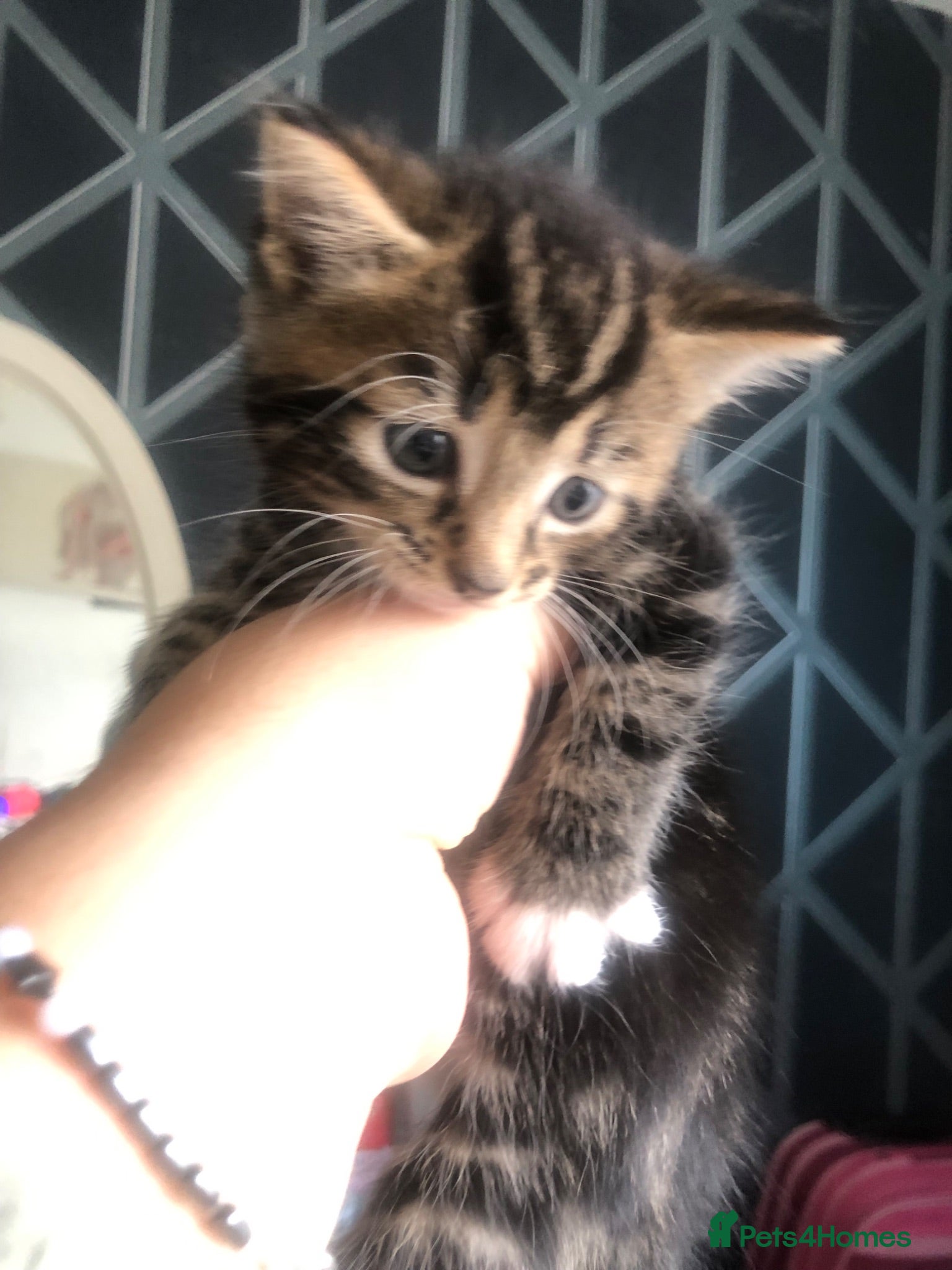 Mixed Breed cats Beautiful kittens  - Advert 2