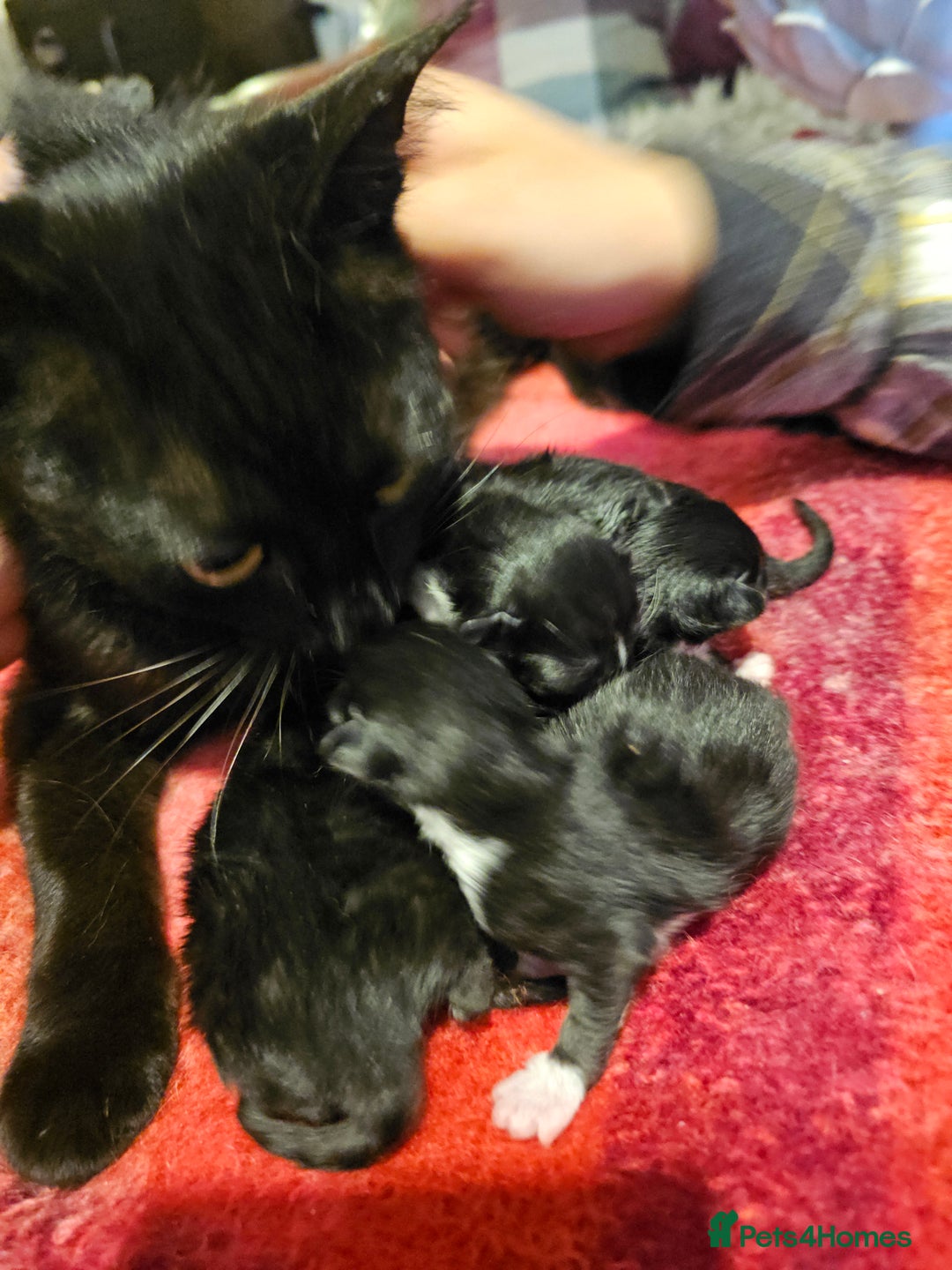 Mixed Breed cats for sale: Kittens for sale ready to leave to good homes  - Image 13