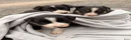 Border Collie dogs for sale: 7 Working Sheepdogs  - Advert 21